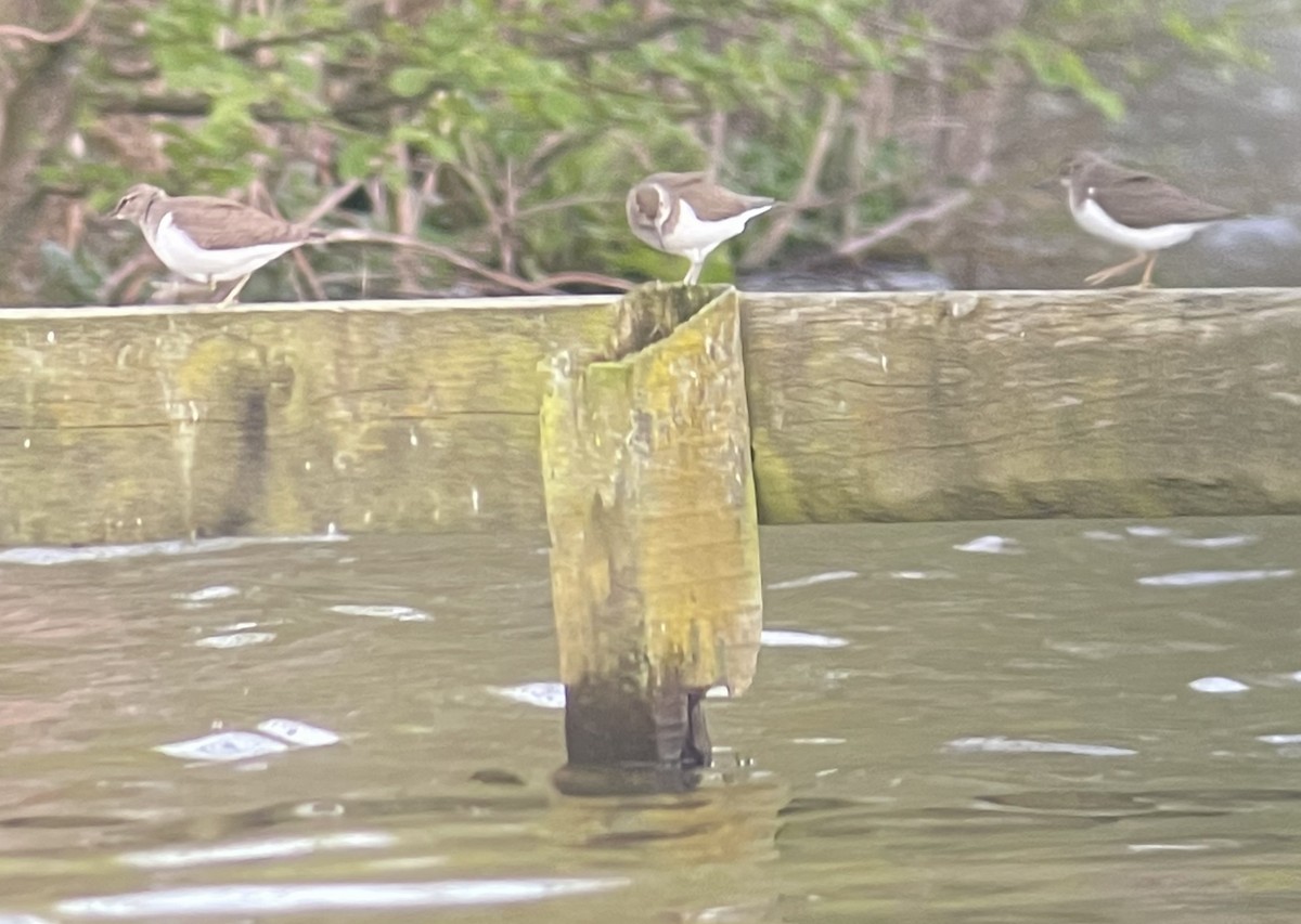 Common Sandpiper - ML617275748
