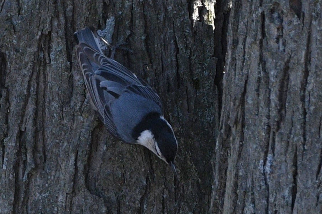 White-breasted Nuthatch - ML617275750