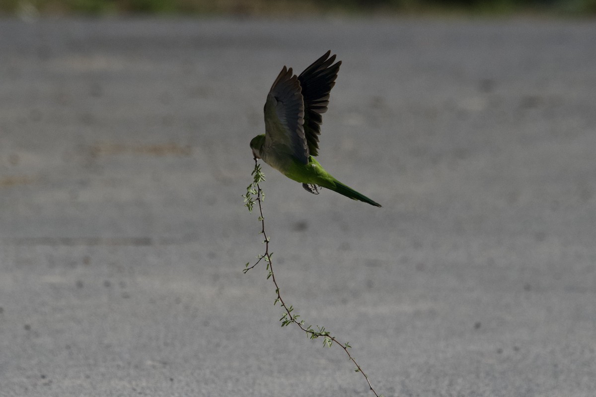 Monk Parakeet - ML617275752