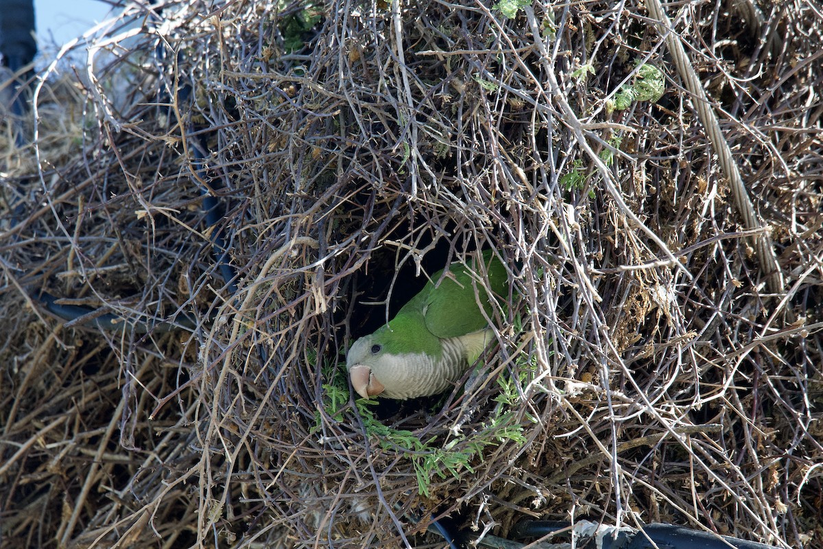 Monk Parakeet - ML617275753