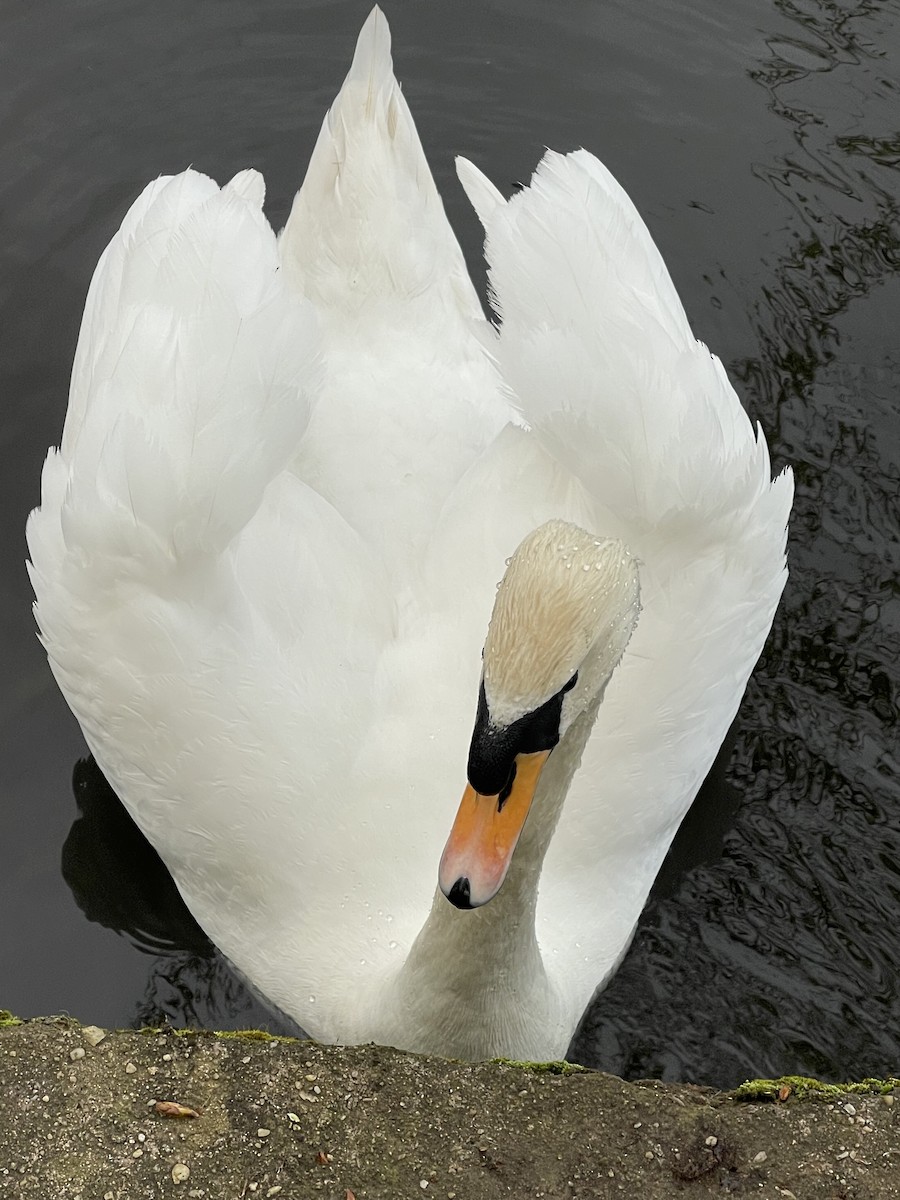 Mute Swan - ML617275756