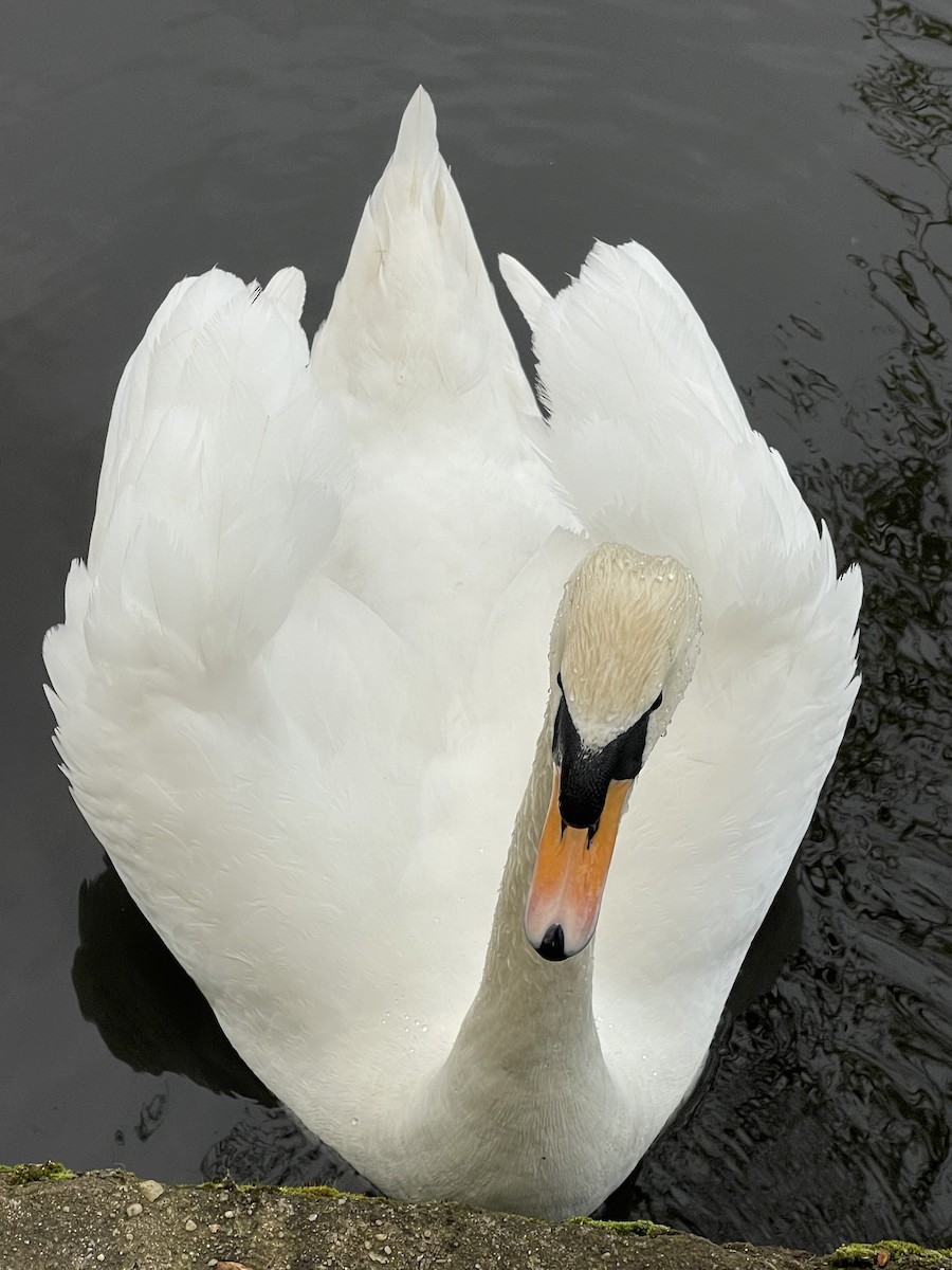 Mute Swan - ML617275757