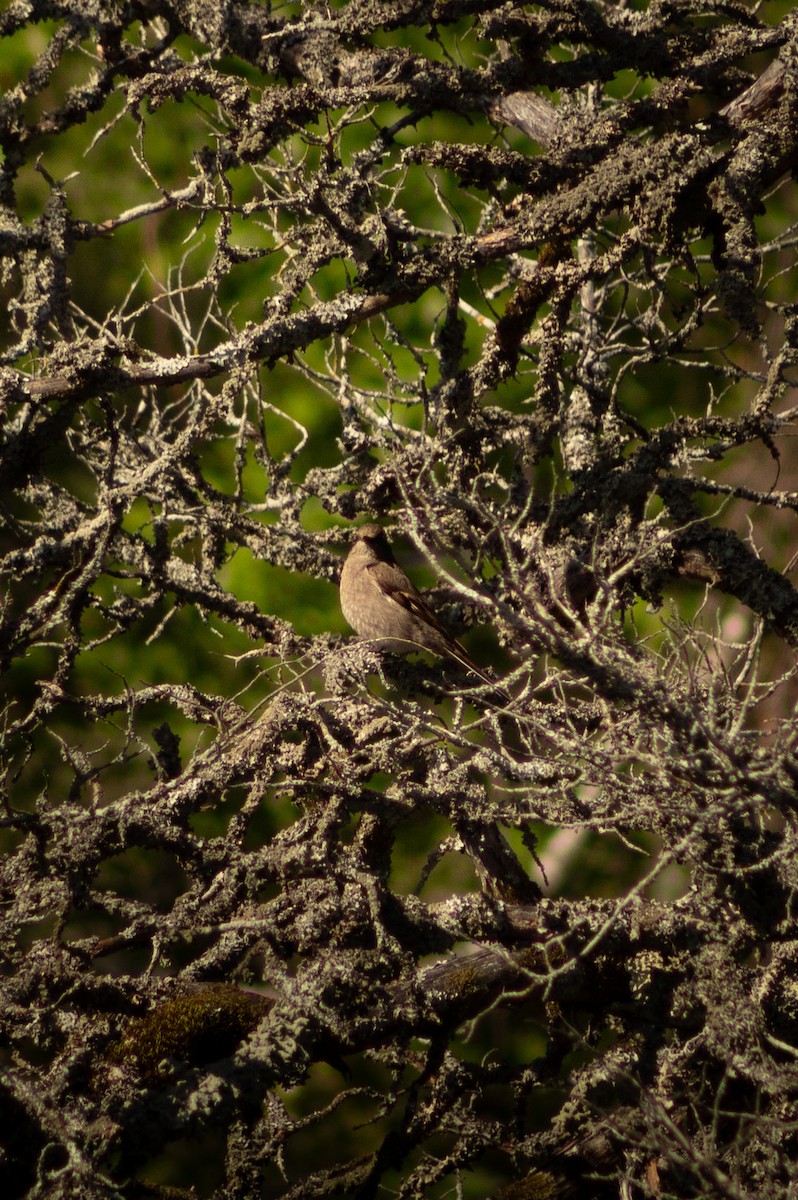 Townsend's Solitaire - ML617275765