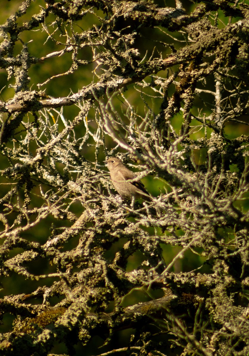 Townsend's Solitaire - ML617275766