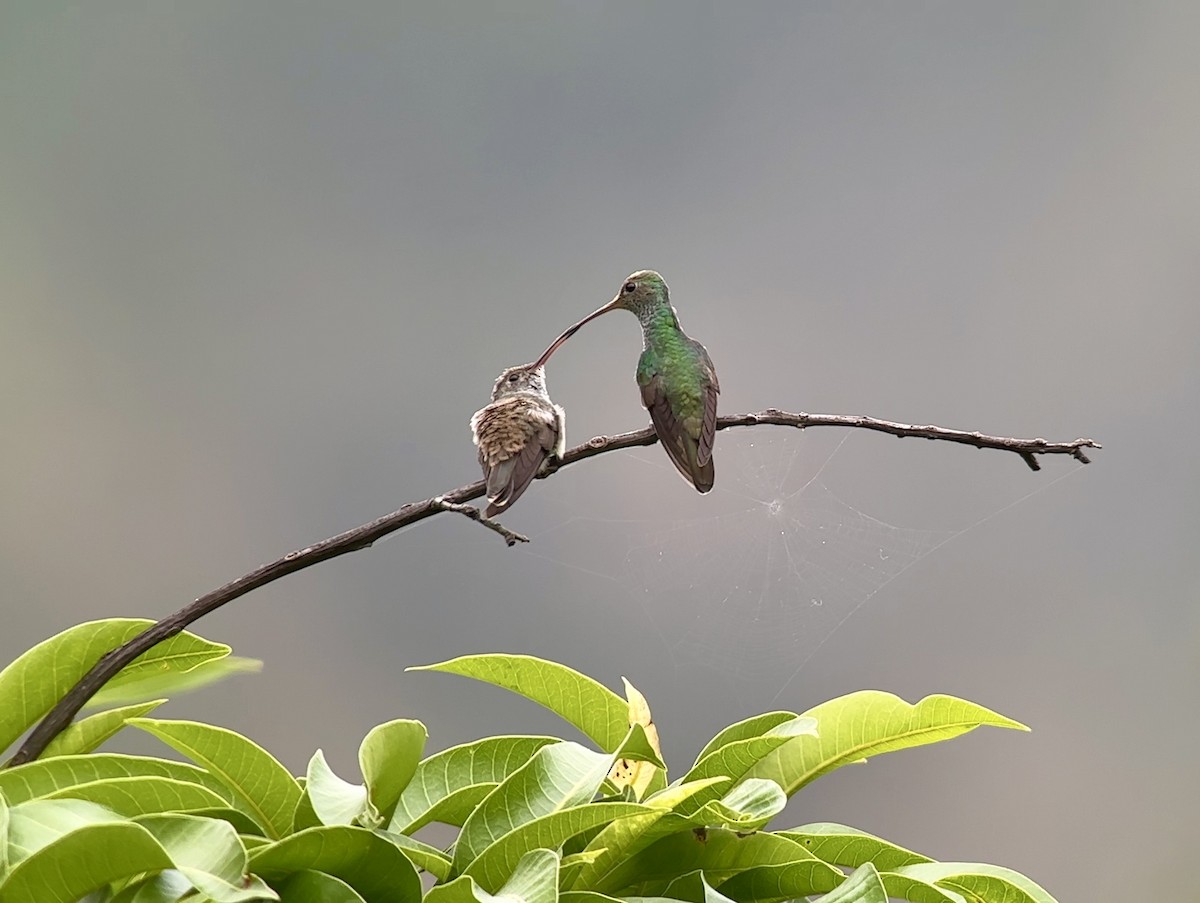 Honduran Emerald - ML617275782