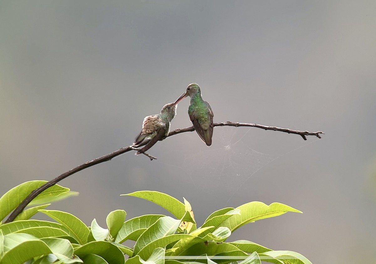 kolibřík honduraský - ML617275783