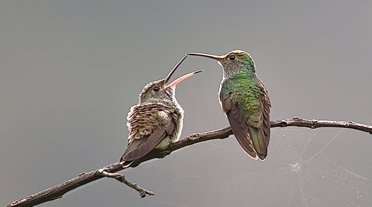 Honduran Emerald - ML617275784