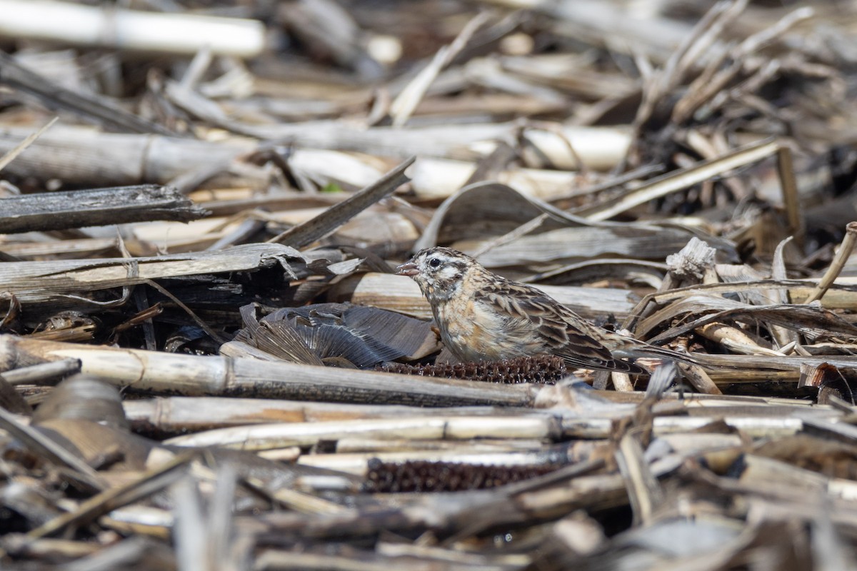 Smith's Longspur - ML617275792