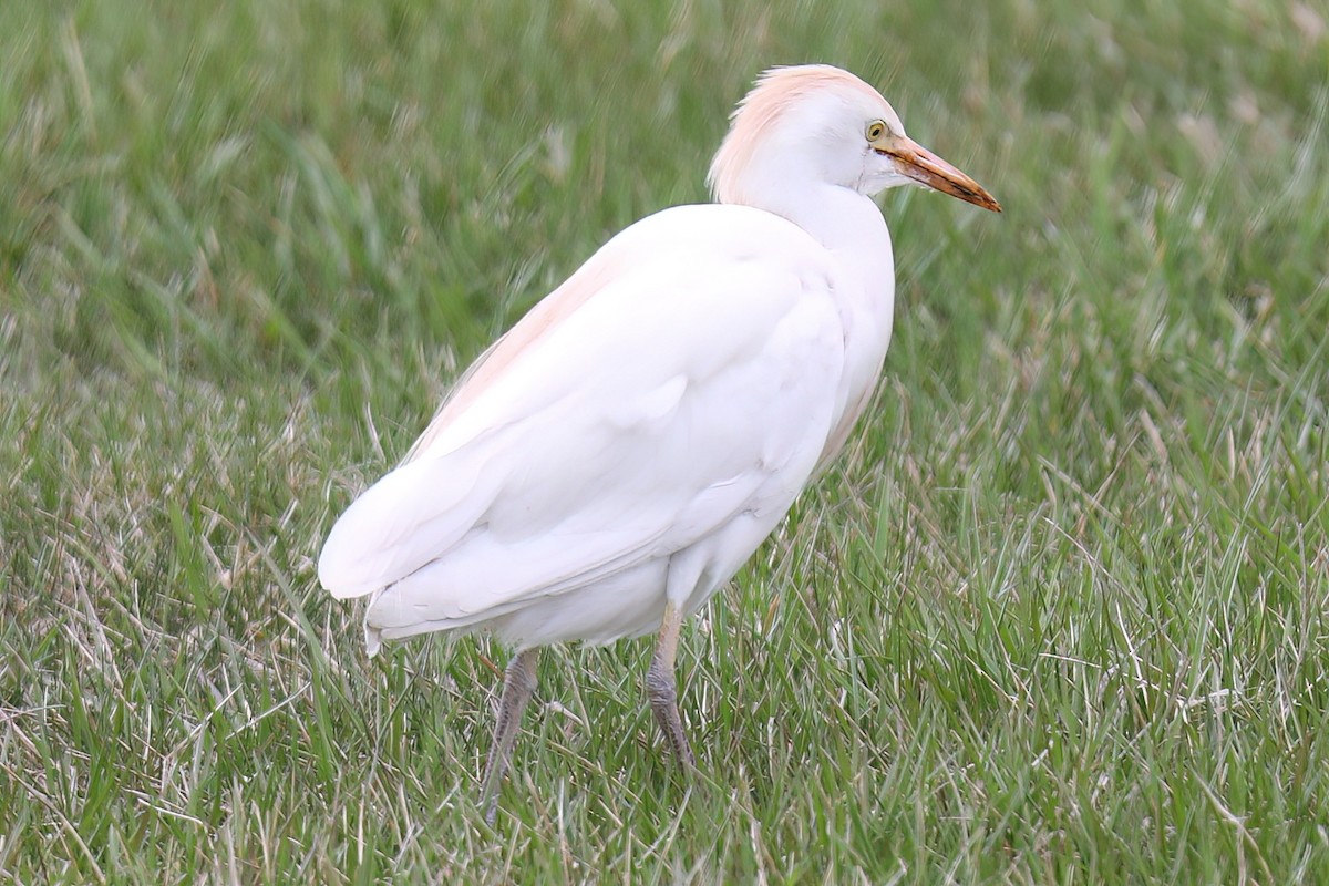 Египетская цапля (ibis) - ML617275835