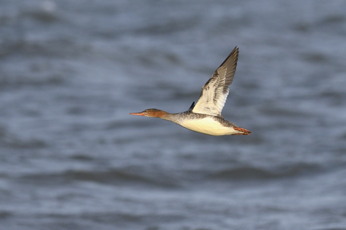 Red-breasted Merganser - ML617275926