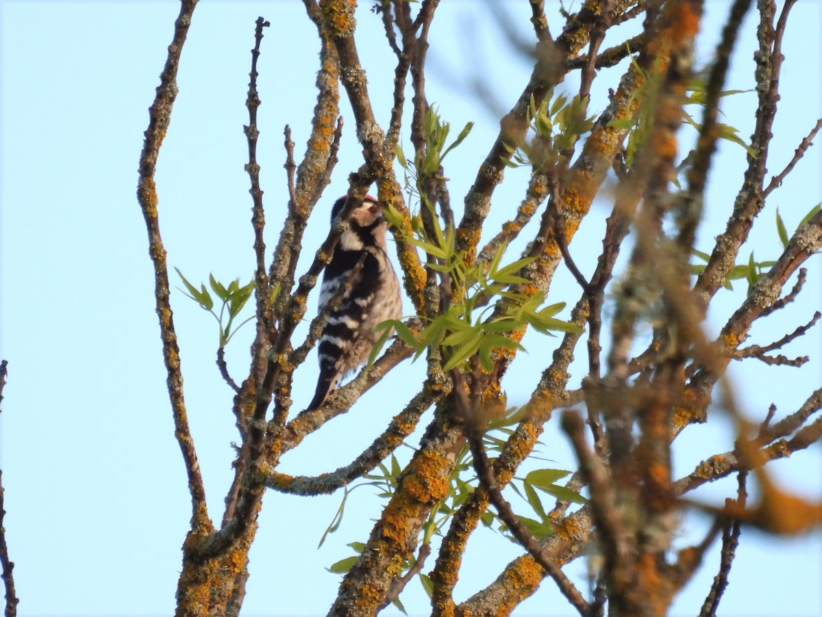 Lesser Spotted Woodpecker - Jose Miguel  San Román
