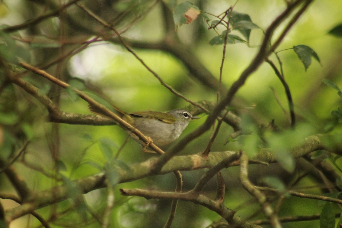 White-browed Warbler - ML617275933