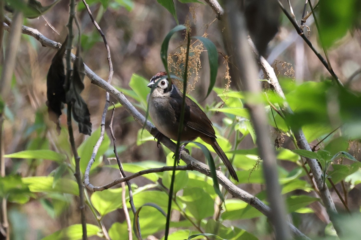 White-faced Ground-Sparrow - ML617275935