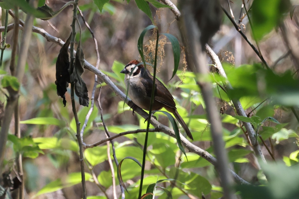 White-faced Ground-Sparrow - ML617275937