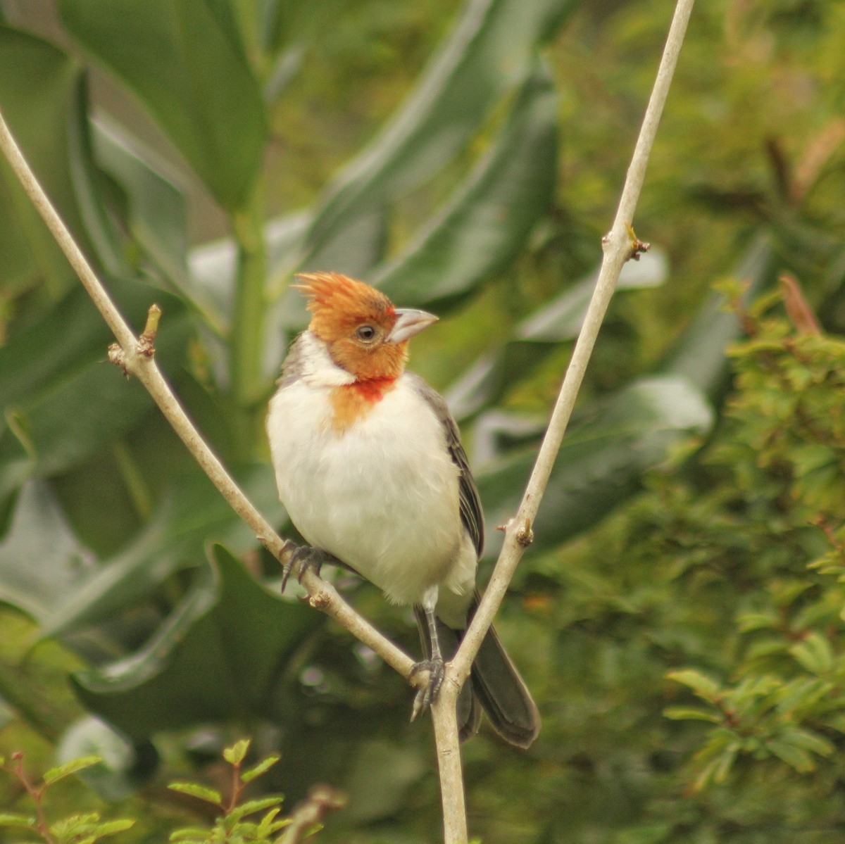 Red-crested Cardinal - ML617275938