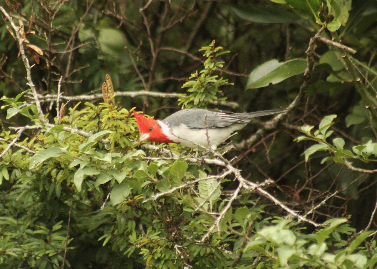 Red-crested Cardinal - ML617275942