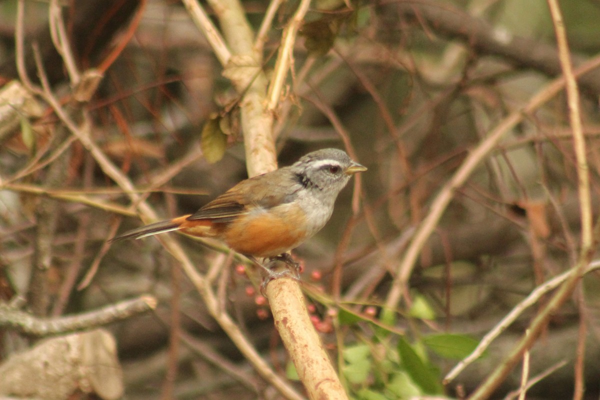 Gray-throated Warbling Finch - ML617275947