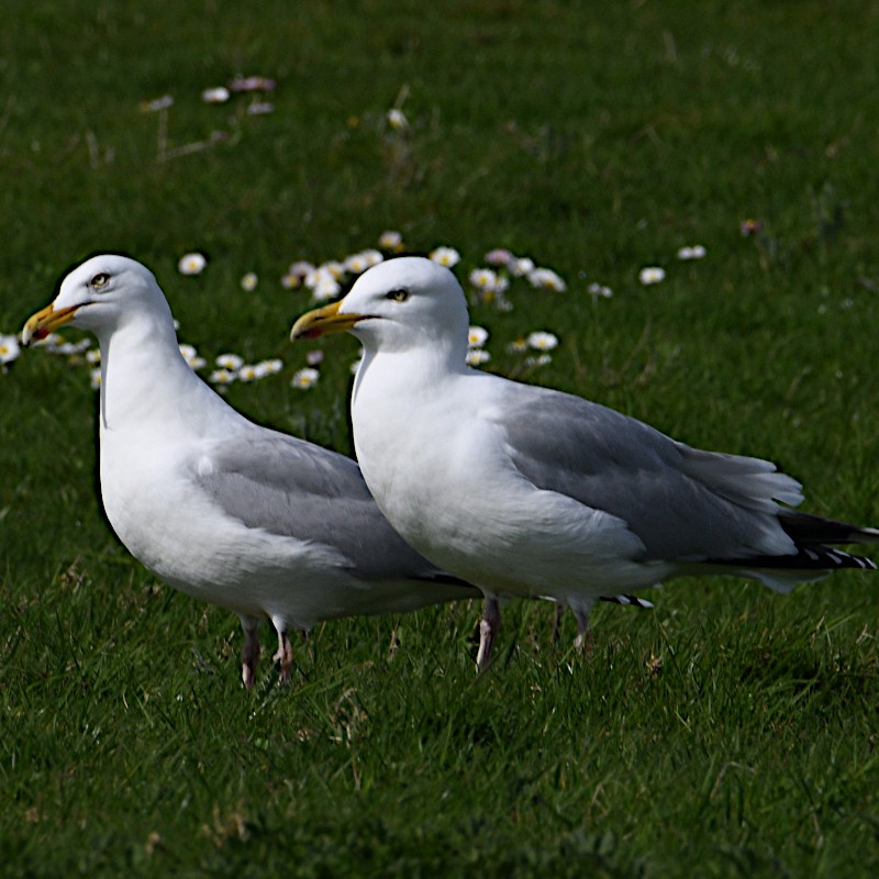 Gaviota Argéntea - ML617275971