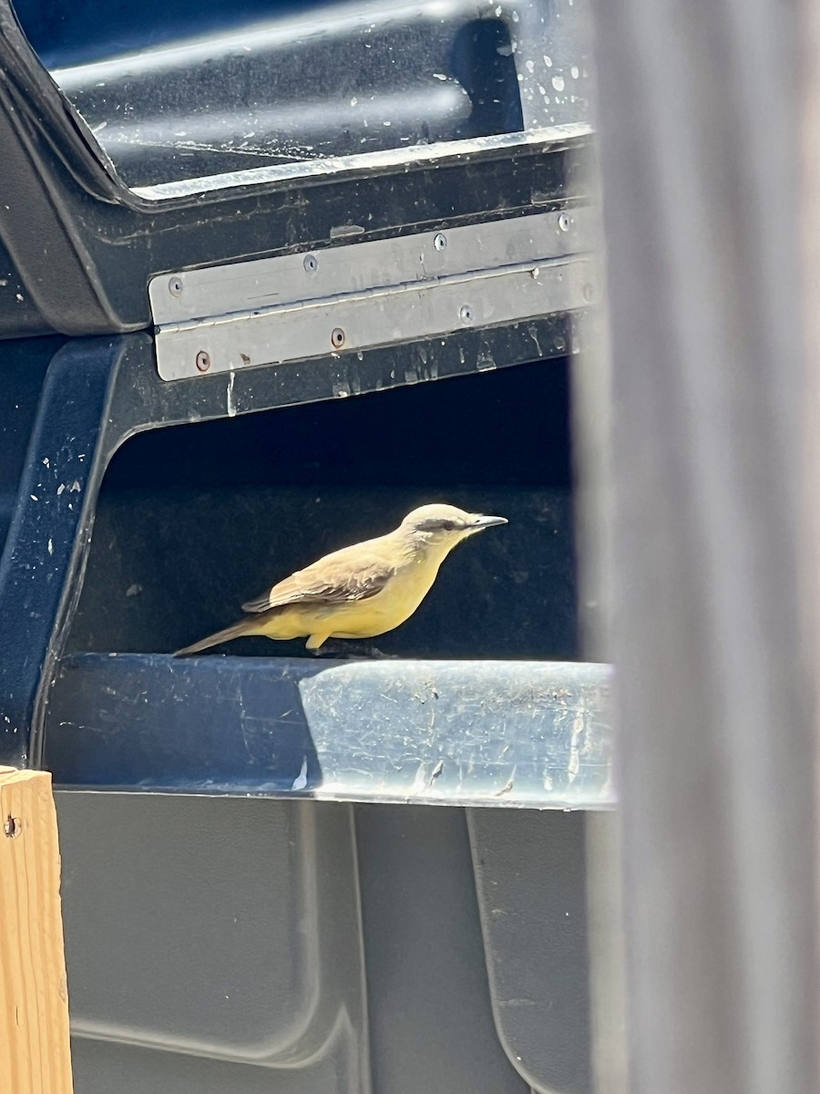 Cattle Tyrant - ML617275992