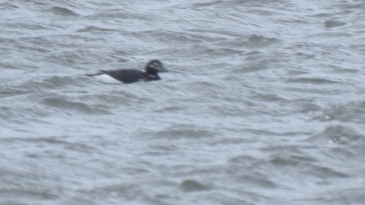 Long-tailed Duck - ML617276065