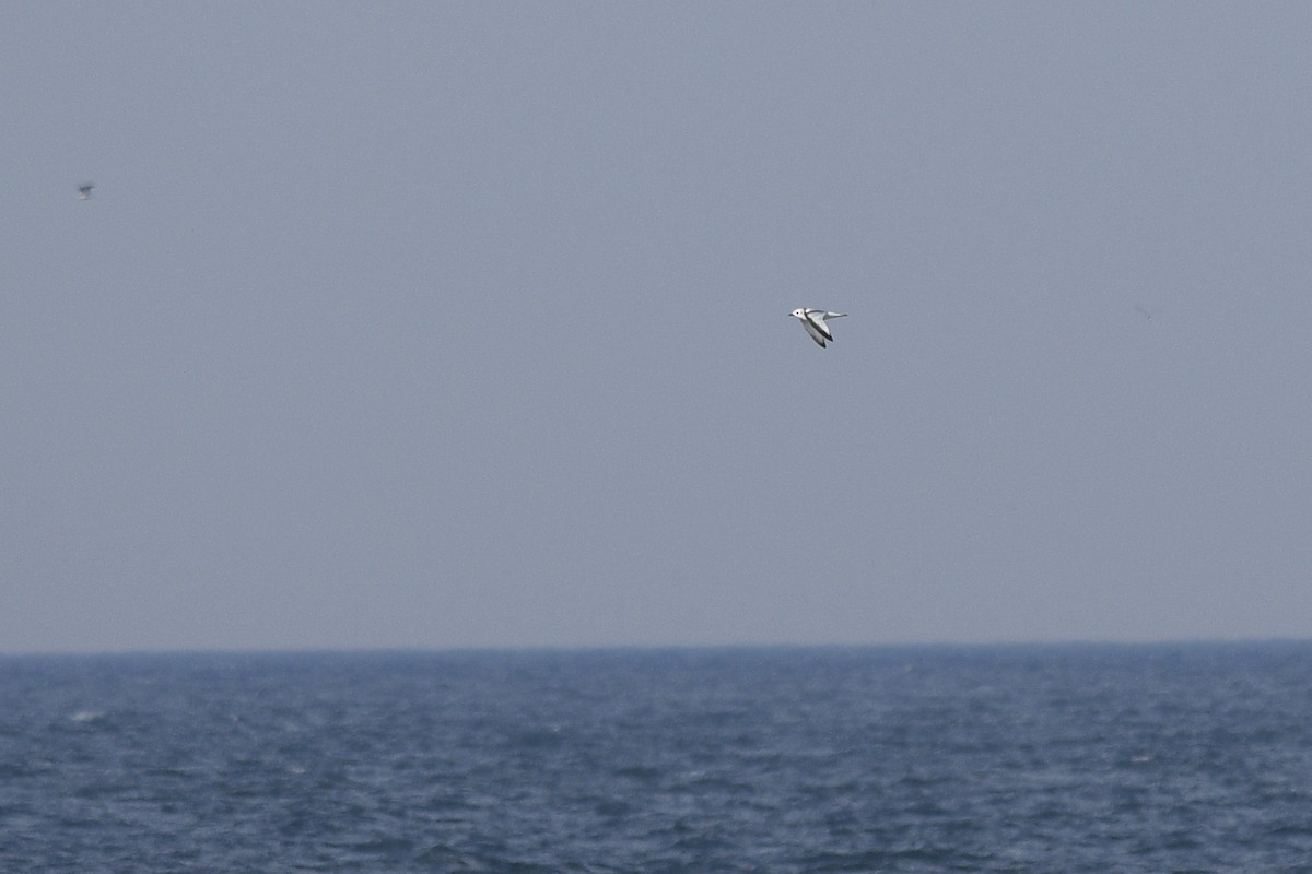 Black-legged Kittiwake - ML617276073