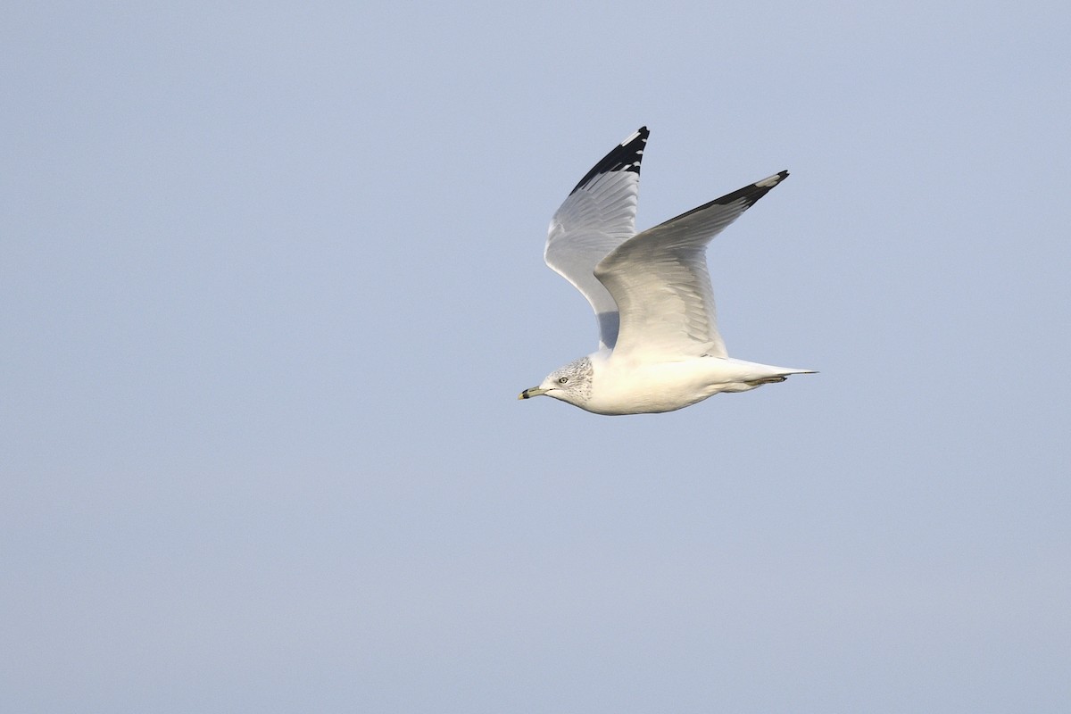 Ring-billed Gull - Daniel Irons