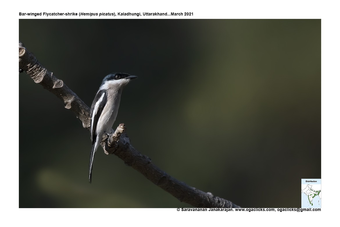 Bar-winged Flycatcher-shrike - ML617276092