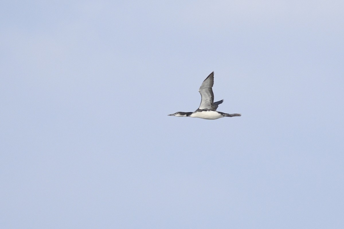 Common Loon - ML617276094