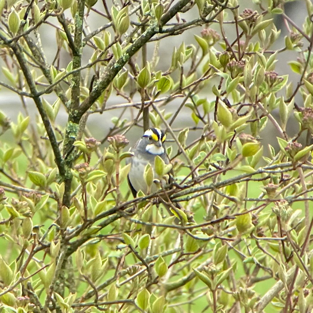 White-throated Sparrow - Gigi Zarzuela