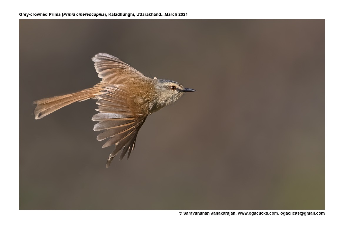 Gray-crowned Prinia - ML617276100