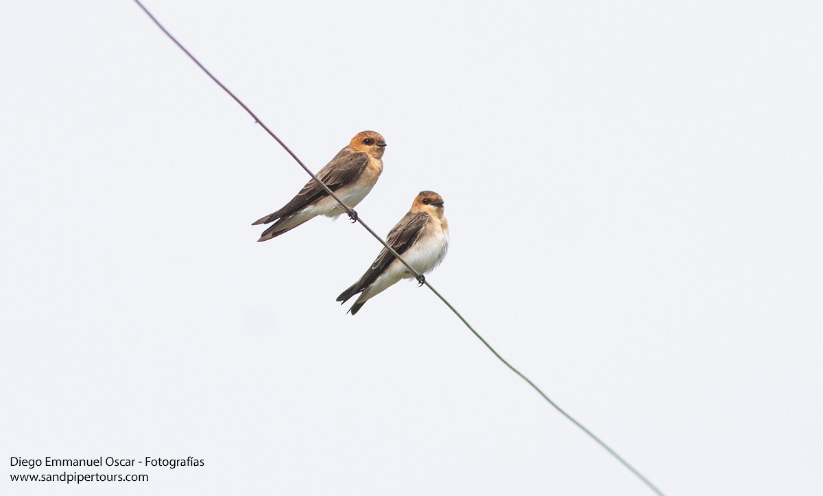 Tawny-headed Swallow - Diego Oscar / Sandpiper Birding & Tours