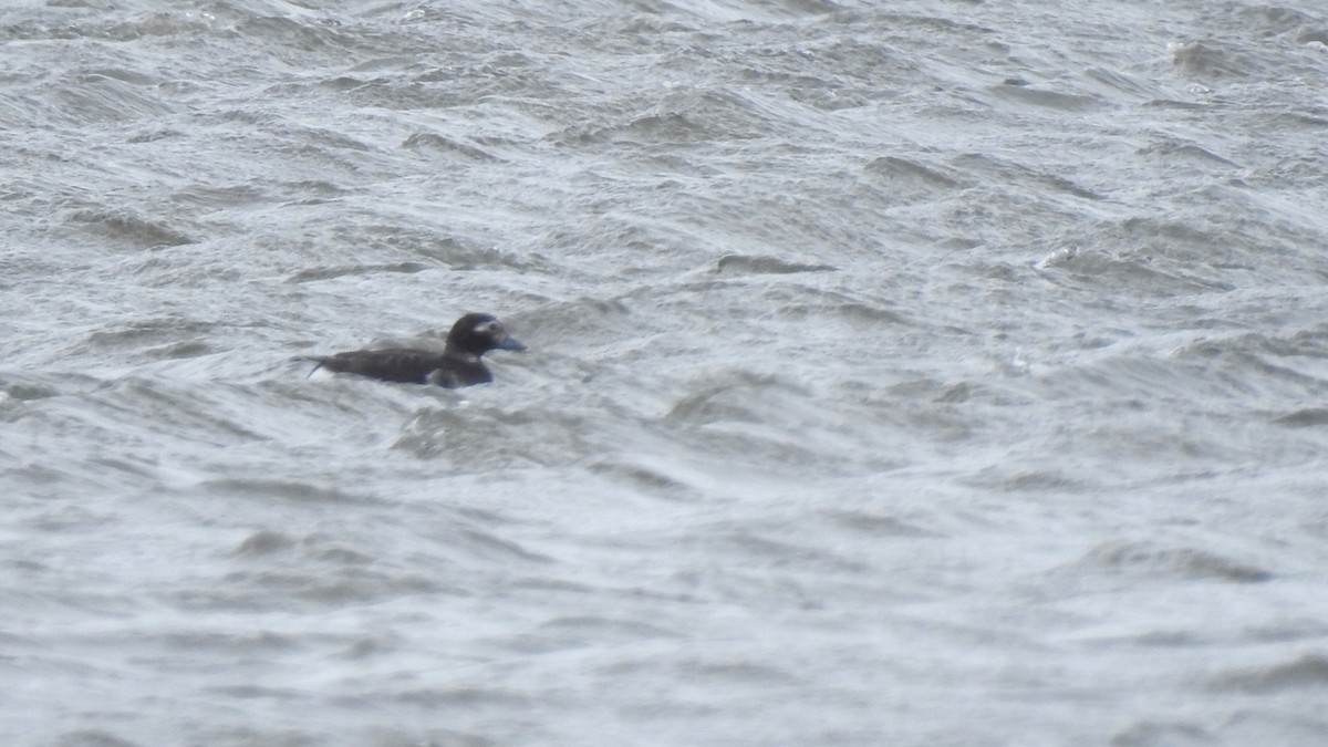 Long-tailed Duck - ML617276121