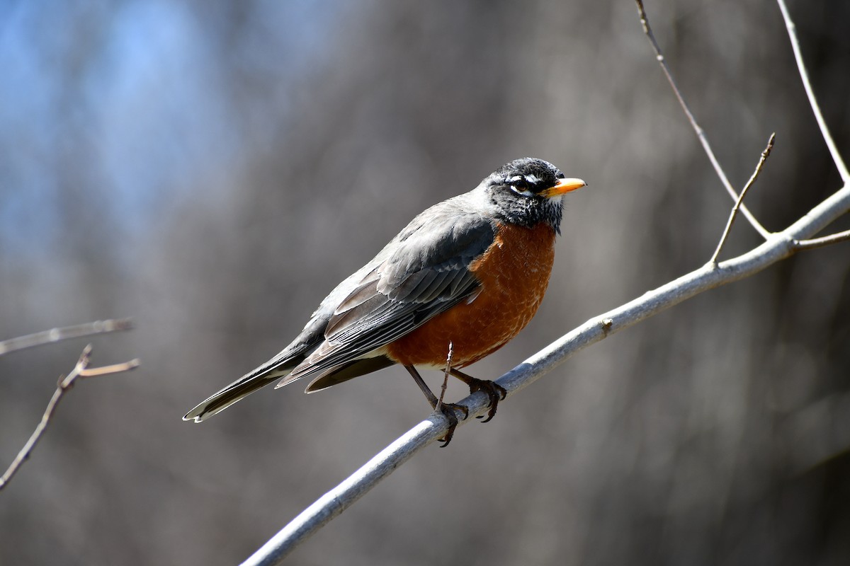 American Robin - ML617276130