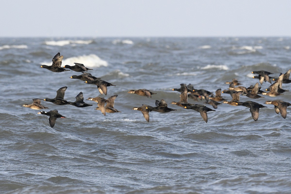 Black Scoter - ML617276136