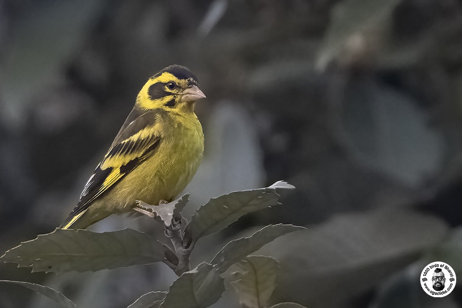 Yellow-breasted Greenfinch - Saravanan Janakarajan