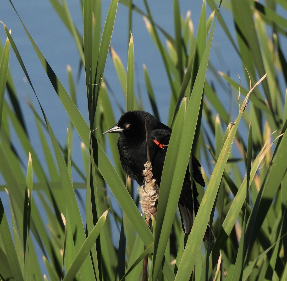 Red-winged Blackbird - Carol Porch