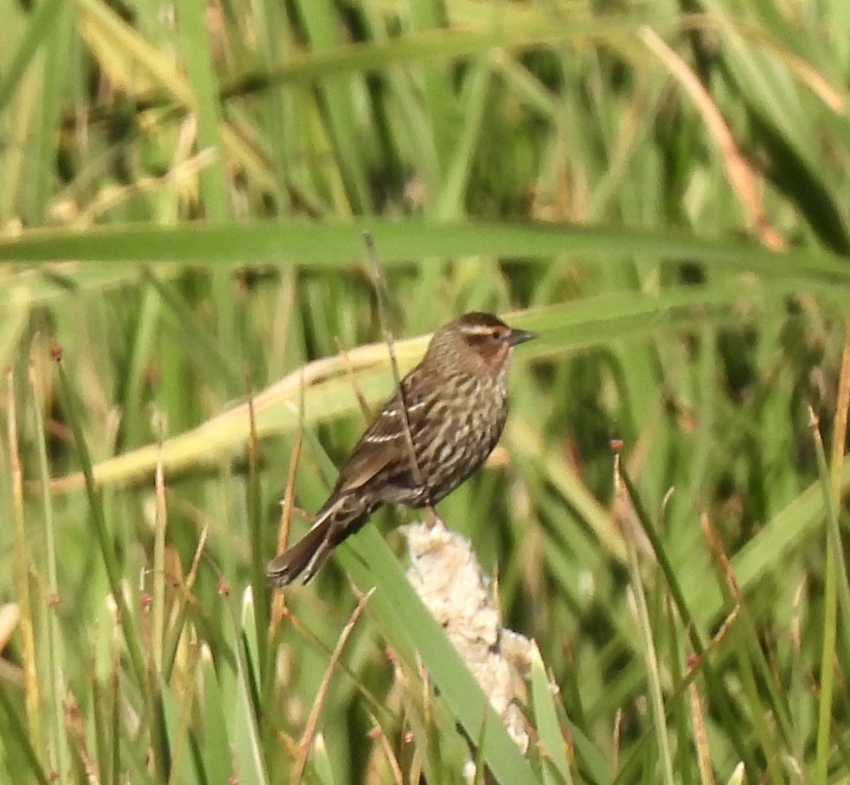 Red-winged Blackbird - Carol Porch