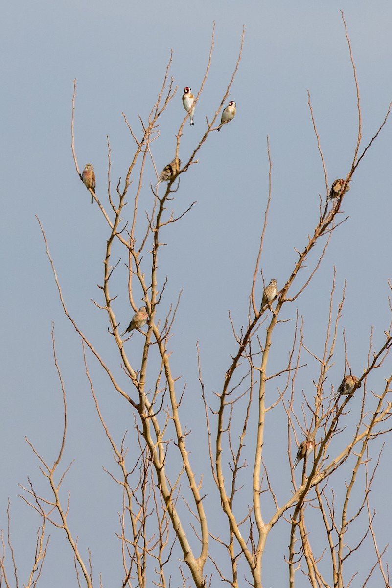 Eurasian Linnet - ML617276210