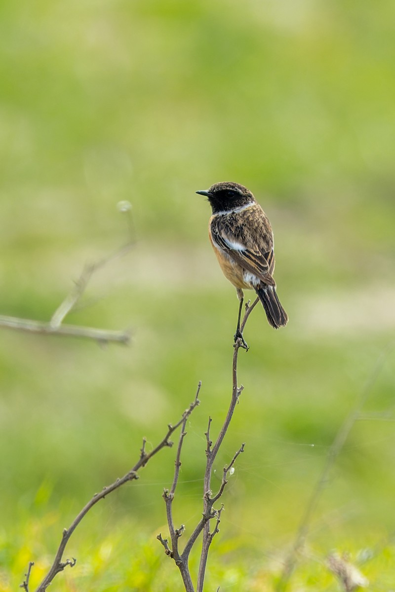 European Stonechat - ML617276236