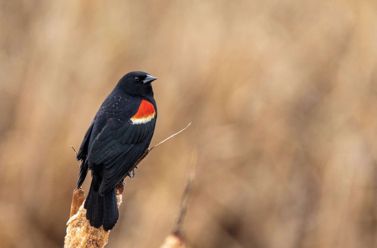 Red-winged Blackbird - ML617276247