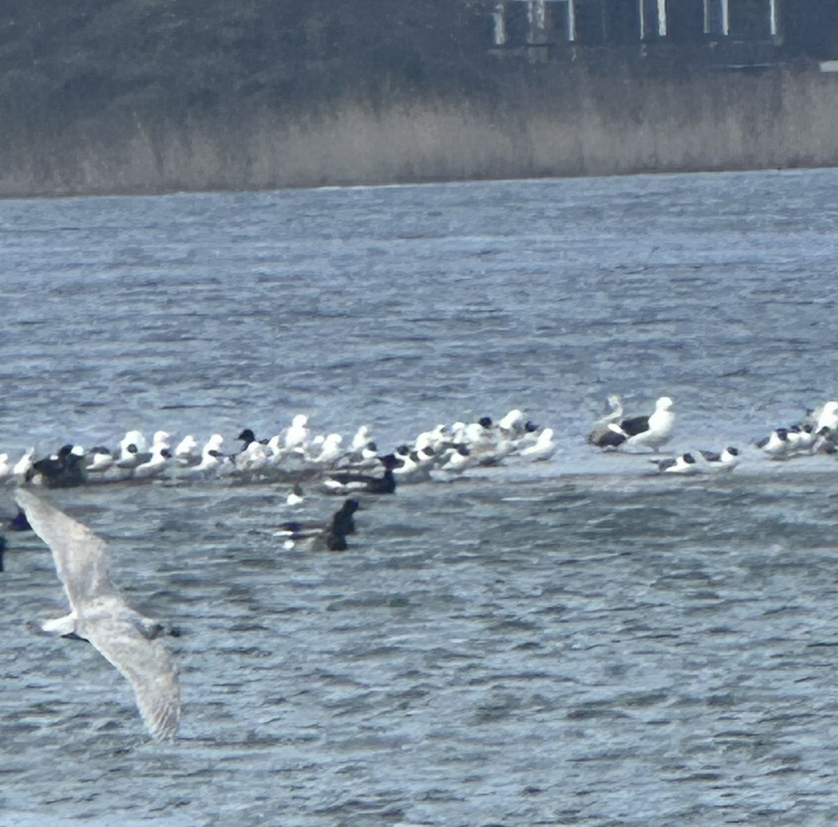 Gaviota Groenlandesa - ML617276256