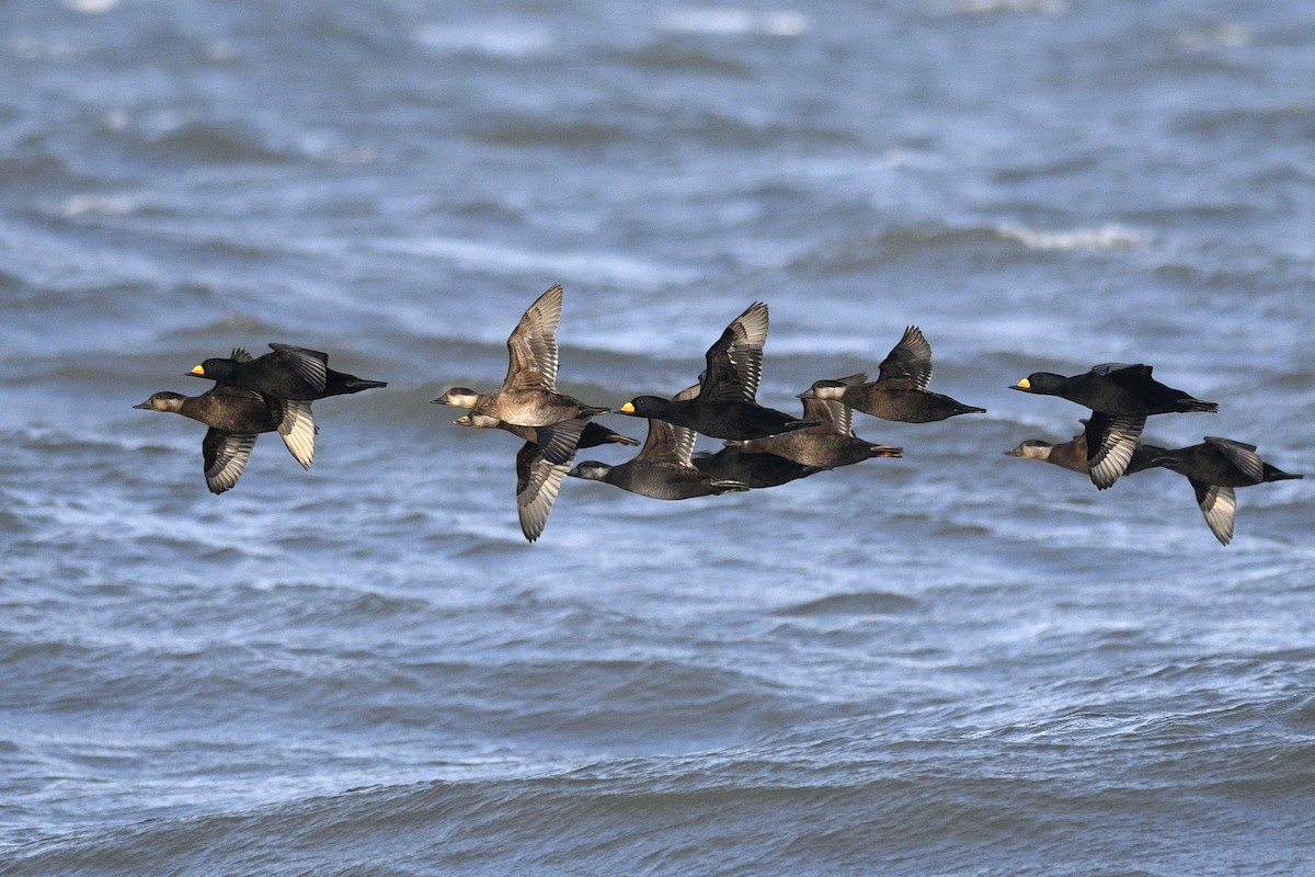 Black Scoter - ML617276264