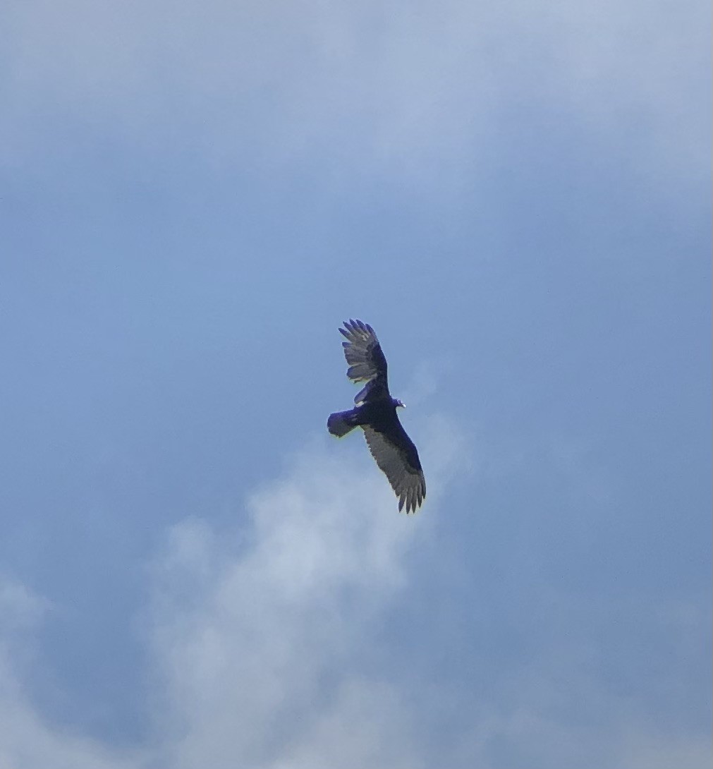 Turkey Vulture - ML617276296