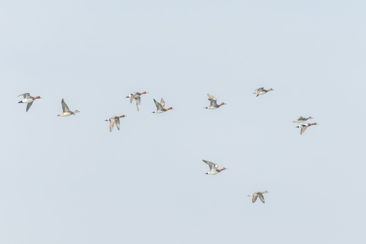 Eurasian Wigeon - ML617276299