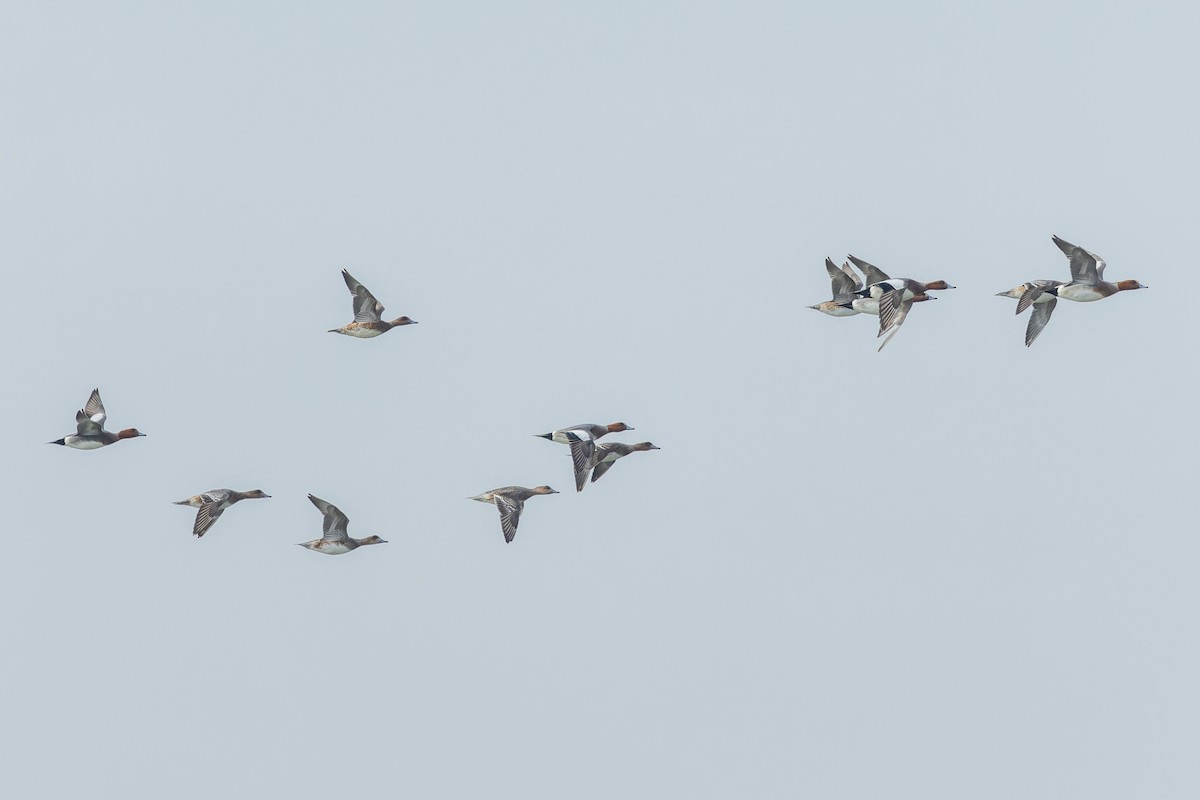 Eurasian Wigeon - ML617276300