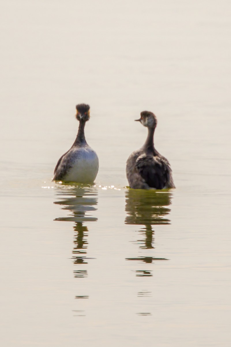 Eared Grebe - ML617276321