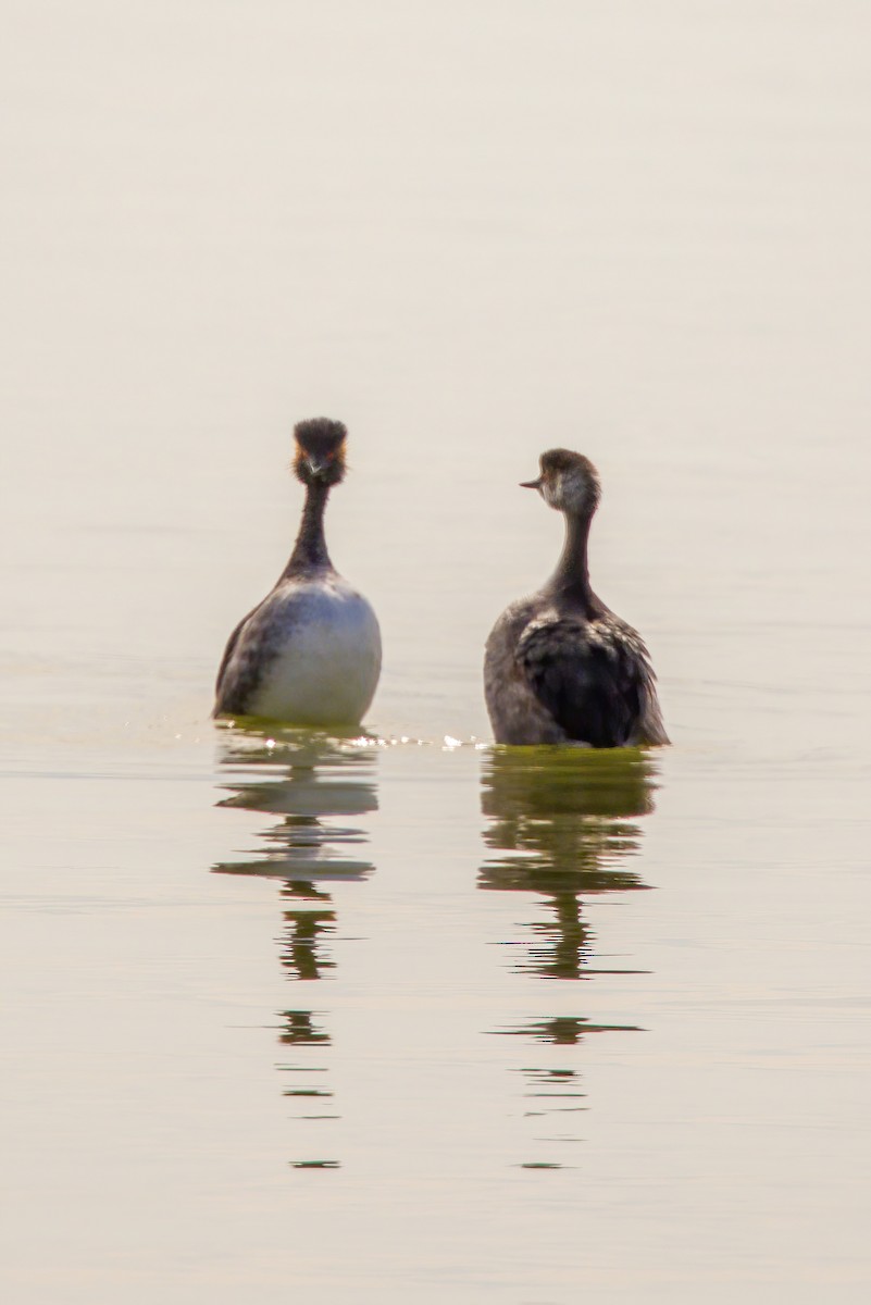 Eared Grebe - ML617276323