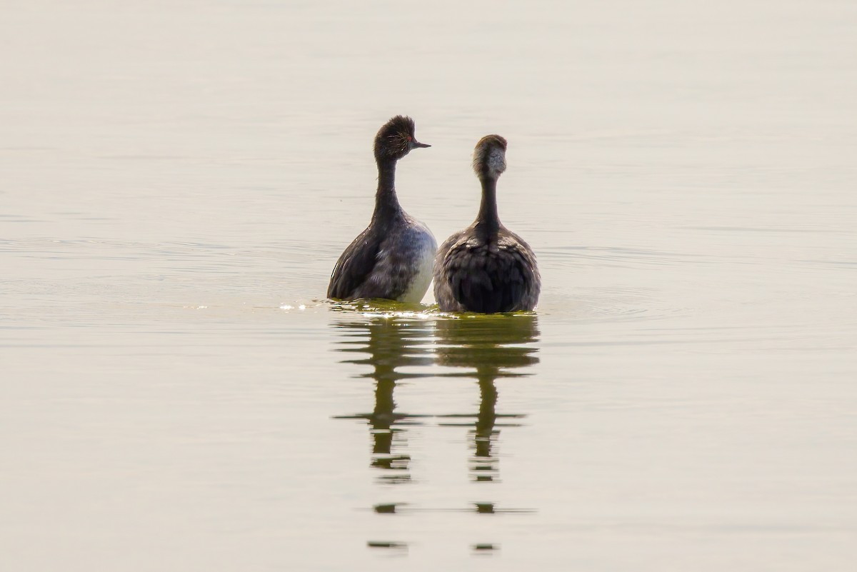 Eared Grebe - ML617276325