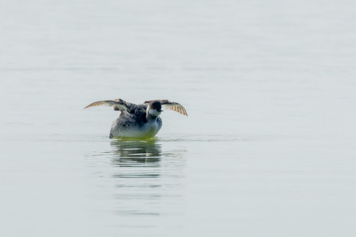 Eared Grebe - ML617276328