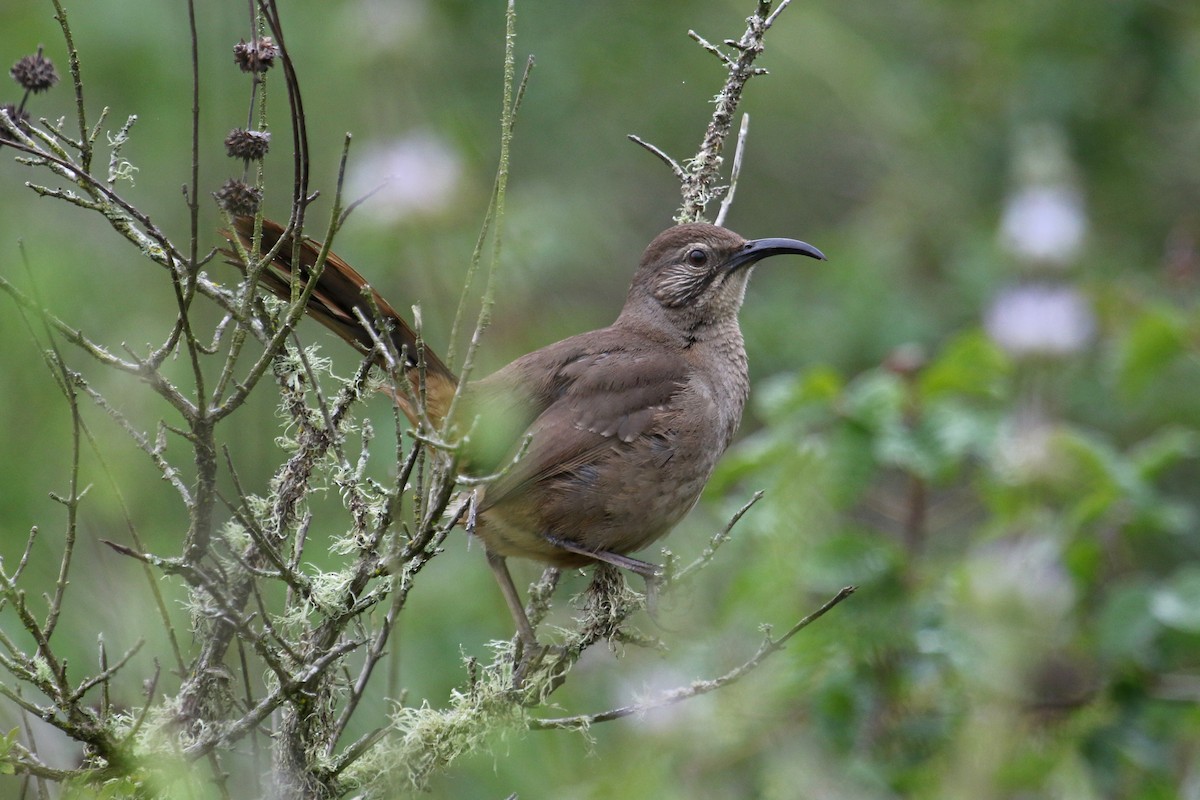 California Thrasher - ML617276337